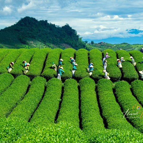 Ảnh đại diện cấp tỉnh/thành